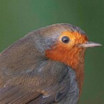 Dunsany Nature Reserve - Flagship Project 8