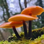 Dunsany Nature Reserve - Flagship Project 17 Bionua, Biodiversity Credit, certificate, climate action, rewilded area, aerial view, infographic, climate education, field survey, wildlife, global impact, community, rare plant, conservation area, endangered species, action strategy, slide, reforestation, sapling, CO2 reduction, graph, partner certificate, mitigation brochure, initiative launch, rewilding, biodiversity