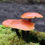 Dunsany Nature Reserve - Flagship Project 34