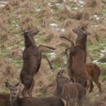 Dunsany Nature Reserve - Flagship Project 9
