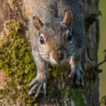 Dunsany Nature Reserve - Flagship Project 24