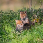 Dunsany Nature Reserve - Flagship Project 26