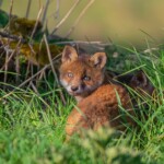 Dunsany Nature Reserve - Flagship Project 25 Bionua, Biodiversity Credit, certificate, climate action, rewilded area, aerial view, infographic, climate education, field survey, wildlife, global impact, community, rare plant, conservation area, endangered species, action strategy, slide, reforestation, sapling, CO2 reduction, graph, partner certificate, mitigation brochure, initiative launch, rewilding, biodiversity