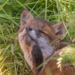 Dunsany Nature Reserve - Flagship Project 3