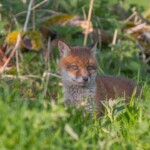 Dunsany Nature Reserve - Flagship Project 2