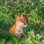 Dunsany Nature Reserve - Flagship Project 27 Bionua, Biodiversity Credit, certificate, climate action, rewilded area, aerial view, infographic, climate education, field survey, wildlife, global impact, community, rare plant, conservation area, endangered species, action strategy, slide, reforestation, sapling, CO2 reduction, graph, partner certificate, mitigation brochure, initiative launch, rewilding, biodiversity