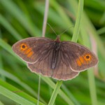 Dunsany Nature Reserve - Flagship Project 28 Bionua, Biodiversity Credit, certificate, climate action, rewilded area, aerial view, infographic, climate education, field survey, wildlife, global impact, community, rare plant, conservation area, endangered species, action strategy, slide, reforestation, sapling, CO2 reduction, graph, partner certificate, mitigation brochure, initiative launch, rewilding, biodiversity