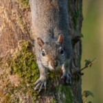 Dunsany Nature Reserve Bionua, Biodiversity Credit, certificate, climate action, rewilded area, aerial view, infographic, climate education, field survey, wildlife, global impact, community, rare plant, conservation area, endangered species, action strategy, slide, reforestation, sapling, CO2 reduction, graph, partner certificate, mitigation brochure, initiative launch, rewilding, biodiversity