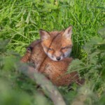Dunsany Nature Reserve - Flagship Project 29