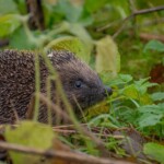 Dunsany Nature Reserve - Flagship Project 18