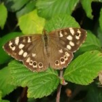 Dunsany Nature Reserve - Flagship Project 23