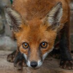 Dunsany Nature Reserve - Flagship Project 22 Bionua, Biodiversity Credit, certificate, climate action, rewilded area, aerial view, infographic, climate education, field survey, wildlife, global impact, community, rare plant, conservation area, endangered species, action strategy, slide, reforestation, sapling, CO2 reduction, graph, partner certificate, mitigation brochure, initiative launch, rewilding, biodiversity