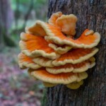 Dunsany Nature Reserve - Flagship Project 60 Bionua, Biodiversity Credit, certificate, climate action, rewilded area, aerial view, infographic, climate education, field survey, wildlife, global impact, community, rare plant, conservation area, endangered species, action strategy, slide, reforestation, sapling, CO2 reduction, graph, partner certificate, mitigation brochure, initiative launch, rewilding, biodiversity