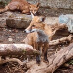 Dunsany Nature Reserve Bionua, Biodiversity Credit, certificate, climate action, rewilded area, aerial view, infographic, climate education, field survey, wildlife, global impact, community, rare plant, conservation area, endangered species, action strategy, slide, reforestation, sapling, CO2 reduction, graph, partner certificate, mitigation brochure, initiative launch, rewilding, biodiversity