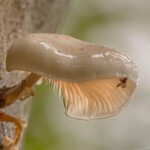 Dunsany Nature Reserve Bionua, Biodiversity Credit, certificate, climate action, rewilded area, aerial view, infographic, climate education, field survey, wildlife, global impact, community, rare plant, conservation area, endangered species, action strategy, slide, reforestation, sapling, CO2 reduction, graph, partner certificate, mitigation brochure, initiative launch, rewilding, biodiversity