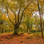 Dunsany Nature Reserve Bionua, Biodiversity Credit, certificate, climate action, rewilded area, aerial view, infographic, climate education, field survey, wildlife, global impact, community, rare plant, conservation area, endangered species, action strategy, slide, reforestation, sapling, CO2 reduction, graph, partner certificate, mitigation brochure, initiative launch, rewilding, biodiversity