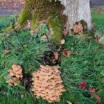 Dunsany Nature Reserve Bionua, Biodiversity Credit, certificate, climate action, rewilded area, aerial view, infographic, climate education, field survey, wildlife, global impact, community, rare plant, conservation area, endangered species, action strategy, slide, reforestation, sapling, CO2 reduction, graph, partner certificate, mitigation brochure, initiative launch, rewilding, biodiversity