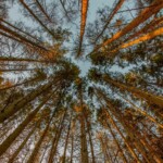 Dunsany Nature Reserve - Flagship Project 32