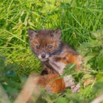 Dunsany Nature Reserve Bionua, Biodiversity Credit, certificate, climate action, rewilded area, aerial view, infographic, climate education, field survey, wildlife, global impact, community, rare plant, conservation area, endangered species, action strategy, slide, reforestation, sapling, CO2 reduction, graph, partner certificate, mitigation brochure, initiative launch, rewilding, biodiversity