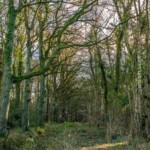 Dunsany Nature Reserve Bionua, Biodiversity Credit, certificate, climate action, rewilded area, aerial view, infographic, climate education, field survey, wildlife, global impact, community, rare plant, conservation area, endangered species, action strategy, slide, reforestation, sapling, CO2 reduction, graph, partner certificate, mitigation brochure, initiative launch, rewilding, biodiversity