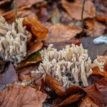 Dunsany Nature Reserve - Flagship Project 30 Bionua, Biodiversity Credit, certificate, climate action, rewilded area, aerial view, infographic, climate education, field survey, wildlife, global impact, community, rare plant, conservation area, endangered species, action strategy, slide, reforestation, sapling, CO2 reduction, graph, partner certificate, mitigation brochure, initiative launch, rewilding, biodiversity