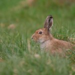 Dunsany Nature Reserve - Flagship Project 19