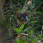 Dunsany Nature Reserve Bionua, Biodiversity Credit, certificate, climate action, rewilded area, aerial view, infographic, climate education, field survey, wildlife, global impact, community, rare plant, conservation area, endangered species, action strategy, slide, reforestation, sapling, CO2 reduction, graph, partner certificate, mitigation brochure, initiative launch, rewilding, biodiversity