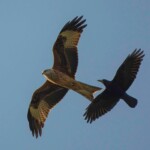 Dunsany Nature Reserve Bionua, Biodiversity Credit, certificate, climate action, rewilded area, aerial view, infographic, climate education, field survey, wildlife, global impact, community, rare plant, conservation area, endangered species, action strategy, slide, reforestation, sapling, CO2 reduction, graph, partner certificate, mitigation brochure, initiative launch, rewilding, biodiversity