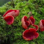 Dunsany Nature Reserve - Flagship Project 20 Bionua, Biodiversity Credit, certificate, climate action, rewilded area, aerial view, infographic, climate education, field survey, wildlife, global impact, community, rare plant, conservation area, endangered species, action strategy, slide, reforestation, sapling, CO2 reduction, graph, partner certificate, mitigation brochure, initiative launch, rewilding, biodiversity