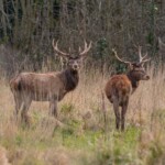 Dunsany Nature Reserve - Flagship Project 58
