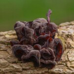 Dunsany Nature Reserve - Flagship Project 62