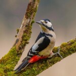 Dunsany Nature Reserve Dunsany-Castle-and-Trees-Aerial-2