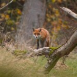 Dunsany Nature Reserve Bionua, Biodiversity Credit, certificate, climate action, rewilded area, aerial view, infographic, climate education, field survey, wildlife, global impact, community, rare plant, conservation area, endangered species, action strategy, slide, reforestation, sapling, CO2 reduction, graph, partner certificate, mitigation brochure, initiative launch, rewilding, biodiversity