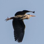 Dunsany Nature Reserve Bionua, Biodiversity Credit, certificate, climate action, rewilded area, aerial view, infographic, climate education, field survey, wildlife, global impact, community, rare plant, conservation area, endangered species, action strategy, slide, reforestation, sapling, CO2 reduction, graph, partner certificate, mitigation brochure, initiative launch, rewilding, biodiversity