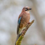 Dunsany Nature Reserve - Flagship Project 64