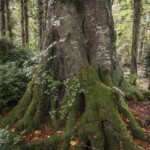 Dunsany Nature Reserve - Flagship Project 21 Bionua, Biodiversity Credit, certificate, climate action, rewilded area, aerial view, infographic, climate education, field survey, wildlife, global impact, community, rare plant, conservation area, endangered species, action strategy, slide, reforestation, sapling, CO2 reduction, graph, partner certificate, mitigation brochure, initiative launch, rewilding, biodiversity