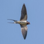 Dunsany Nature Reserve Bionua, Biodiversity Credit, certificate, climate action, rewilded area, aerial view, infographic, climate education, field survey, wildlife, global impact, community, rare plant, conservation area, endangered species, action strategy, slide, reforestation, sapling, CO2 reduction, graph, partner certificate, mitigation brochure, initiative launch, rewilding, biodiversity