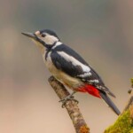 Dunsany Nature Reserve - Flagship Project 66 Bionua, Biodiversity Credit, certificate, climate action, rewilded area, aerial view, infographic, climate education, field survey, wildlife, global impact, community, rare plant, conservation area, endangered species, action strategy, slide, reforestation, sapling, CO2 reduction, graph, partner certificate, mitigation brochure, initiative launch, rewilding, biodiversity