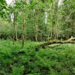 Dunsany Nature Reserve - Flagship Project 70