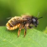 Dunsany Nature Reserve - Flagship Project 51 Bionua, Biodiversity Credit, certificate, climate action, rewilded area, aerial view, infographic, climate education, field survey, wildlife, global impact, community, rare plant, conservation area, endangered species, action strategy, slide, reforestation, sapling, CO2 reduction, graph, partner certificate, mitigation brochure, initiative launch, rewilding, biodiversity