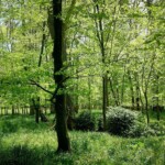 Dunsany Nature Reserve - Flagship Project 59