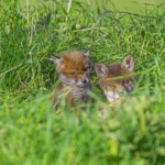 Dunsany Nature Reserve - Flagship Project 33 Bionua, Biodiversity Credit, certificate, climate action, rewilded area, aerial view, infographic, climate education, field survey, wildlife, global impact, community, rare plant, conservation area, endangered species, action strategy, slide, reforestation, sapling, CO2 reduction, graph, partner certificate, mitigation brochure, initiative launch, rewilding, biodiversity