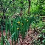 Dunsany Nature Reserve - Flagship Project 61