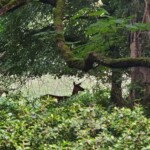 Dunsany Nature Reserve - Flagship Project 54