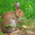 Dunsany Nature Reserve Dunsany-Castle-and-Trees-Aerial-2