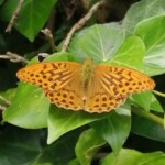 Dunsany Nature Reserve - Flagship Project 55