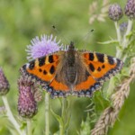 Dunsany Nature Reserve - Flagship Project 68