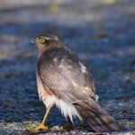 Dunsany Nature Reserve - Flagship Project 14 Bionua, Biodiversity Credit, certificate, climate action, rewilded area, aerial view, infographic, climate education, field survey, wildlife, global impact, community, rare plant, conservation area, endangered species, action strategy, slide, reforestation, sapling, CO2 reduction, graph, partner certificate, mitigation brochure, initiative launch, rewilding, biodiversity