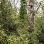 Dunsany Nature Reserve - Flagship Project 50