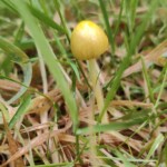 Dunsany Nature Reserve - Flagship Project 15 Bionua, Biodiversity Credit, certificate, climate action, rewilded area, aerial view, infographic, climate education, field survey, wildlife, global impact, community, rare plant, conservation area, endangered species, action strategy, slide, reforestation, sapling, CO2 reduction, graph, partner certificate, mitigation brochure, initiative launch, rewilding, biodiversity